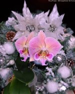 IMG_0136_2.jpg
