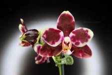 IMG_0052_2.jpg