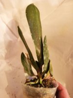 IMG_20201217_154549.jpg