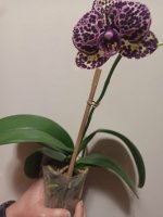 IMG-20201217-WA0004.jpg