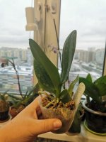 IMG_20201218_130044.jpg