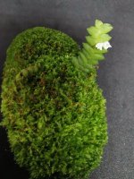 IMG_20201218_170613.jpg