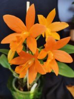 IMG_20201219_122846.jpg