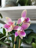 IMG_20201221_134507.jpg