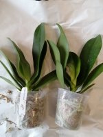 IMG_20201222_114245.jpg