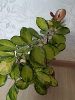 20201027_074553.jpg