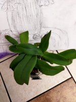 IMG20201223082636.jpg