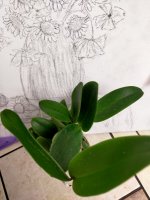 IMG20201223082604.jpg