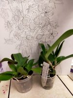 IMG20201223082710.jpg