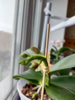 IMG20201225110025.jpg