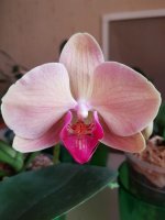 IMG-20201225-WA0026.jpg