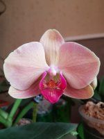 IMG-20201225-WA0025.jpg