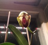 IMG_20201225_180951.jpg