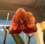 IMG_20201226_092900.jpg