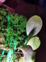 IMG_20201226_171531.jpg
