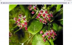 Screenshot_20201227-220130_Firefox.jpg