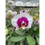 Phal. Denver Diva Panda-800x800.jpg
