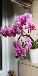 IMG_20201228_141112.jpg