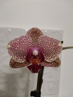 IMG_20201228_221713.jpg