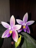 tetraspis 'C1' x violacea var. alba 2.jpg