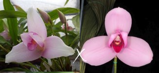 image-orchidgart-2157.jpg