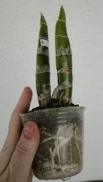 IMG_20201229_145454.jpg