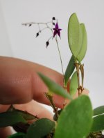 IMG_20201229_162304.jpg