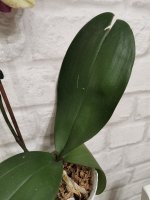 IMG_20201229_230520.jpg