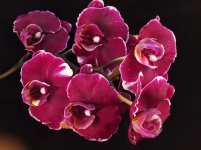 IMG_20201229_232728.jpg