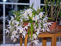 Coelogyne-cristata-2.jpg