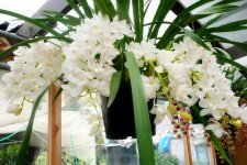cymbidium ice cascade.jpg