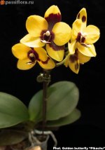 golden-butterfly-pickachu12.jpg