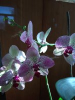 IMG_20210104_112518.jpg