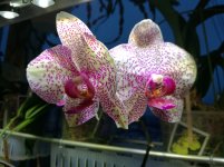 IMG_20201124_083529.jpg