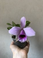 D04754A6-4107-4894-9474-477E81732F08.jpeg