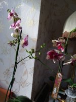 IMG_20181019_152829.jpg