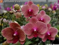 I-Hsin Sesame0.jpg