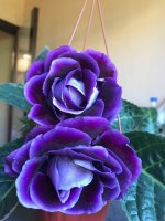 F183922E-4ADE-4D61-95DE-5170CDD3C1AC.jpeg