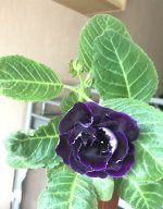 FE947D42-5D57-4AD7-943F-781673BF9370.jpeg