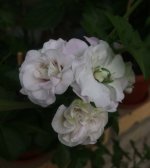 51E5CB35-26FC-4A5D-8712-19DD92AFFF86.jpeg