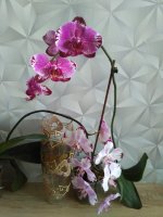 IMG_20201226_140638.jpg