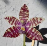 YangYang Blueberry x lueddemanniana coerulea.jpg