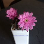 8E645D3D-8D40-4E35-9921-4D88A3400AE4.jpeg