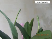 DSCN7932.JPG