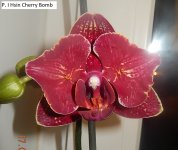 DSCN7935.JPG