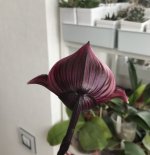 24D816EA-F63B-4085-97FA-9D6BB01EE78A.jpeg
