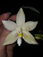 Phal. Penang Violacea × tetraspis 'Mr. Huang' 2.jpg