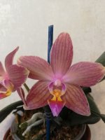 IMG_20201206_162306.jpg