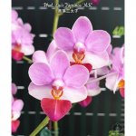 Phal. Lius Triprince MK-800x800.jpg