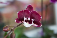 IMG_1458_small.jpg